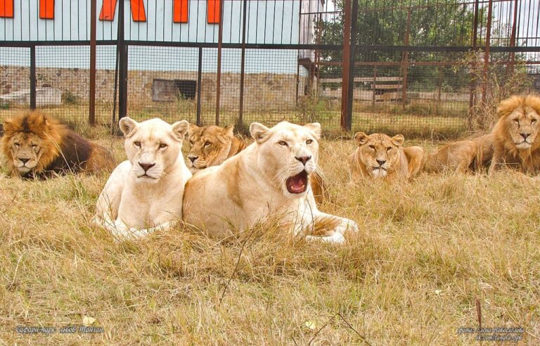Экскурсия: 🦁 САФАРИ В КРЫМУ: ДЕНЬ СО ЛЬВАМИ В ПАРКЕ «ТАЙГАН»